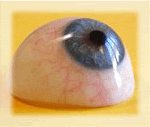 العين الزجاجية ذات الغشاء المزدوج